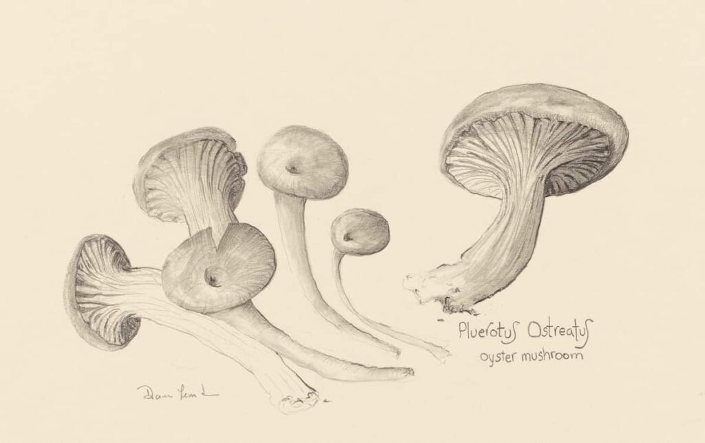 Oyster Mushrooms 7x10 pencil on paper