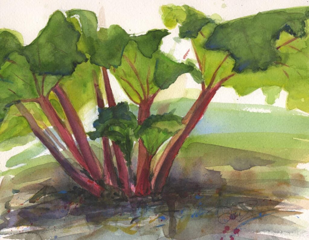 Rhubarb 10x8 watercolor on paper