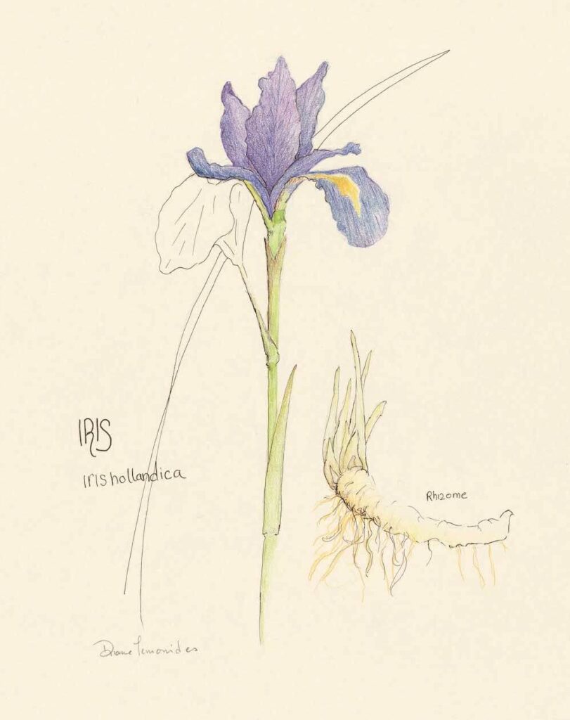 "Iris Hollandica"  Watercolor & pencil on paper with ink. size 9x12