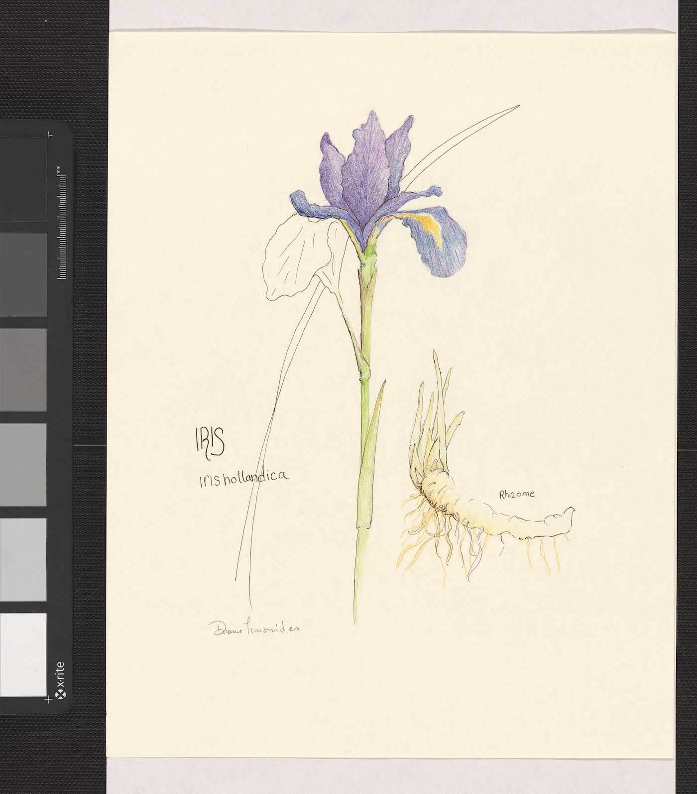 "Iris Hollandica"  Watercolor & pencil on paper with ink. size 9x12
