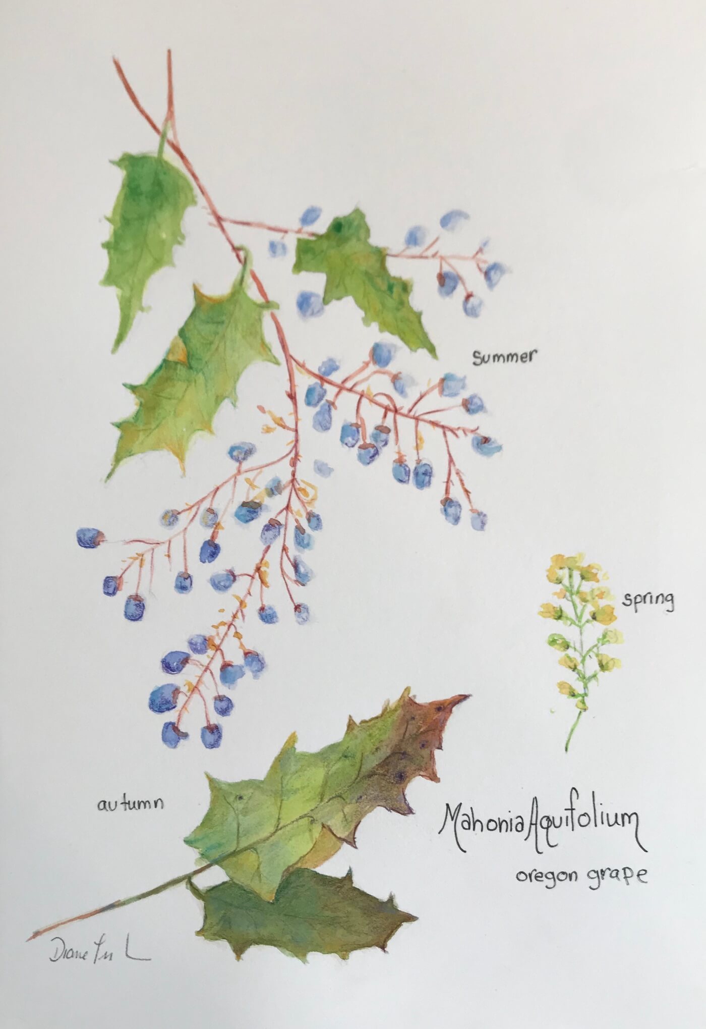 "Mahonia Aquifolium"  Watercolor, pencil on hot press paper   size: 7.5x11