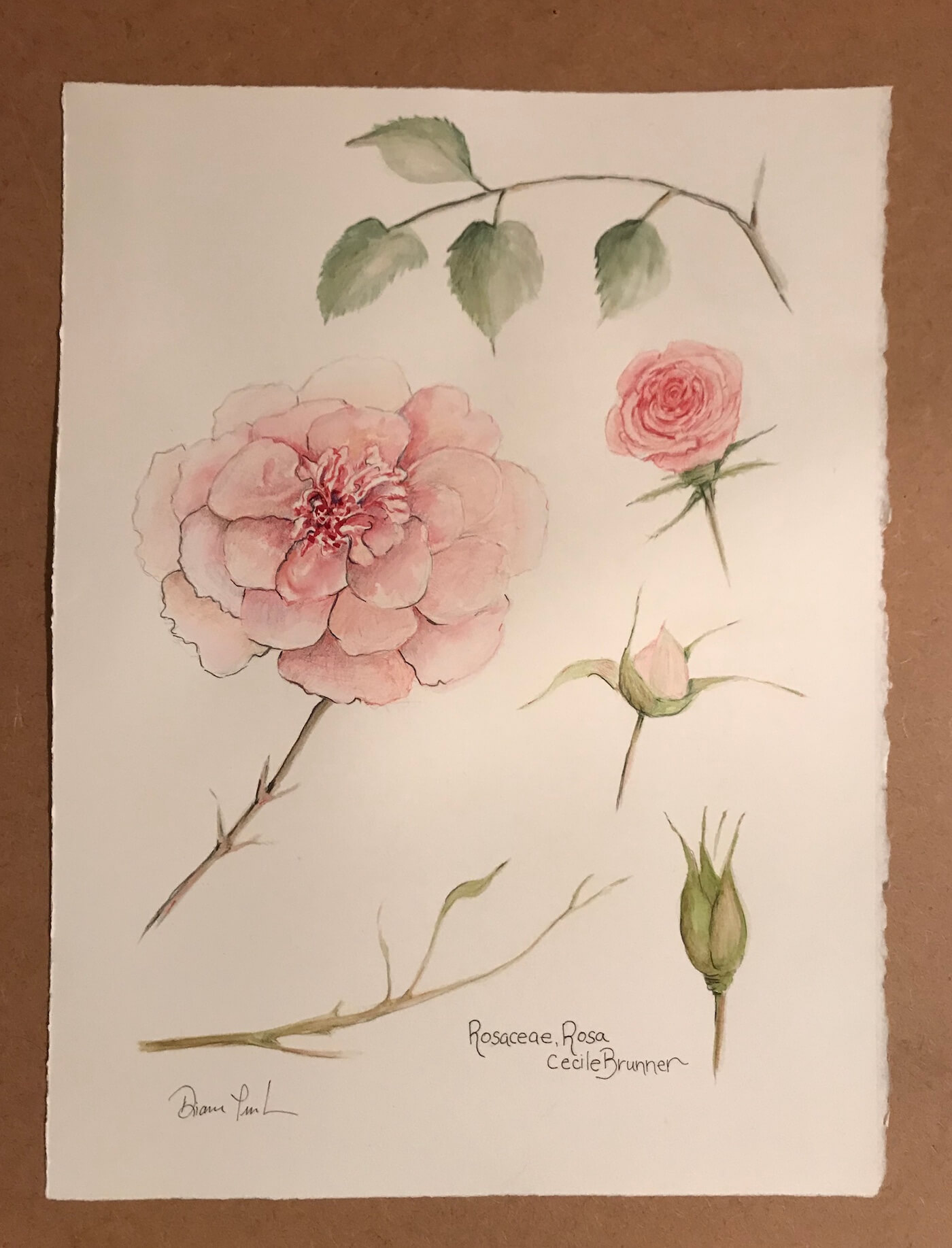 "Rosaceae, Rosa"   Watercolor, ink and pencil on paper    size  10x12