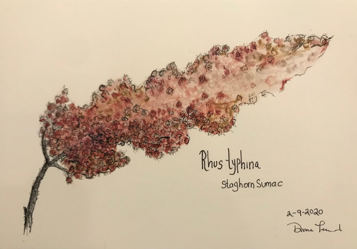 "Staghorn Sumac"    Watercolor, pencil and ink on paper   size 9x5